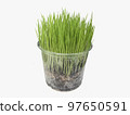 Fresh grass for domestic animals isoliated. 97650591