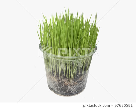 Fresh grass for domestic animals isoliated. 97650591