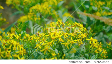 Wood ragwort or Senecio ovatus grows in forest. Bee wasp pollinate yellow wild flowers. Summer time. Close-up. Sunshine illuminate green lush plant. Relax. Weekend in woodland. Greenery bloom. Wood ragwort or Senecio ovatus grows in forest. Bee wasp pollinate yellow wild flowers. Summer time. Close-up. Sunshine illuminate green lush plant. Relax. Weekend in woodland. Greenery bloom. 97650866
