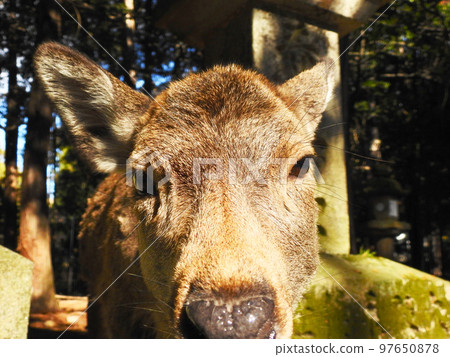 鹿臉廣角向上2 97650878