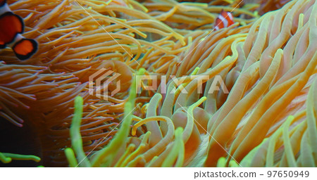Clownfish swim in anemones on coral reef. Red Sea or two-banded anemonefish. Marine fish feeds on algae and zooplankton in the wild. Family Pomacentridae. Close-up high quality footage. Clownfish swim in anemones on coral reef. Red Sea or two-banded anemonefish. Marine fish feeds on algae and zooplankton in the wild. Family Pomacentridae. Close-up high quality footage. 97650949
