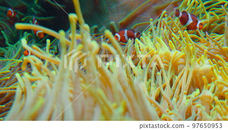 Large group of clownfish swim in anemones on coral reef. Red Sea or two-banded anemonefish. Marine fish feeds on algae and zooplankton in the wild. Family Pomacentridae. Close-up high quality footage. Large group of clownfish swim in anemones on coral reef. Red Sea or two-banded anemonefish. Marine fish feeds on algae and zooplankton in the wild. Family Pomacentridae. Close-up high quality footage. 97650953