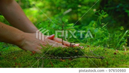 Earth Day save environment concept. Growing seedling forester planting. Female hand holding sprout wilde pine tree in nature green forest. Earth Day save environment concept. Growing seedling forester planting. Female hand holding sprout wilde pine tree in nature green forest. 97650980