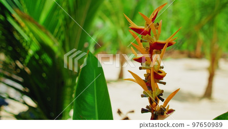 Colorful flamboyant yellow orange heliconia tropical flower plant with natural green blurred background on the white sandy beach in Bali Island. Exotic greenery. Colorful flamboyant yellow orange heliconia tropical flower plant with natural green blurred background on the white sandy beach in Bali Island. Exotic greenery. 97650989