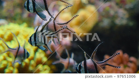 Many colored striped fish swimming over soft coral, mangrove roots in captivity, aquarium. Endangered species of exotic tropical fish Banggai Cardinalfish. Shallow marine water. Family Apogonidae. Many colored striped fish swimming over soft coral, mangrove roots in captivity, aquarium. Endangered species of exotic tropical fish Banggai Cardinalfish. Shallow marine water. Family Apogonidae. 97651006