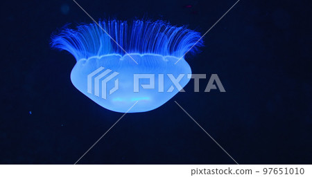 Underwater shot of Aurelia Hawaii, moon jellyfish, saucer jelly floating in the dark open deep sea. Family Ulmaridae. Close-up, slow motion. Clear waters. Natural habitat of medusa. Clear waters. 97651010