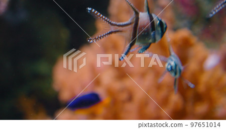 Banggai Cardinalfish swimming over soft coral, mangrove roots in captivity, aquarium. Endangered species of exotic tropical fish. Shallow marine water. IUCN. Family Apogonidae. Pterapogon. Close-up. Banggai Cardinalfish swimming over soft coral, mangrove roots in captivity, aquarium. Endangered species of exotic tropical fish. Shallow marine water. IUCN. Family Apogonidae. Pterapogon. Close-up. 97651014