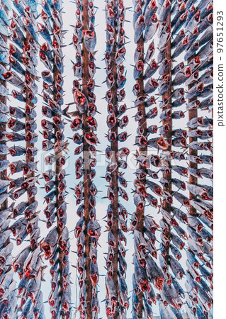 Air drying of salmon on a wooden structure in the Scandinavian winter. Traditional way of preparing and drying fish in Scandinavian countries 97651293