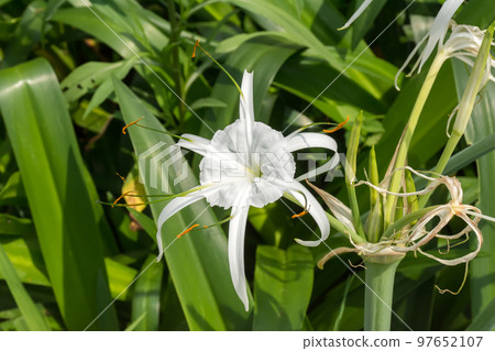 盛開的螫蟹花 盛開的螫蟹花 97652107