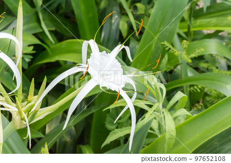 盛開的螫蟹花 盛開的螫蟹花 97652108