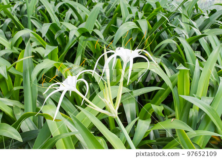 盛開的螫蟹花 盛開的螫蟹花 97652109