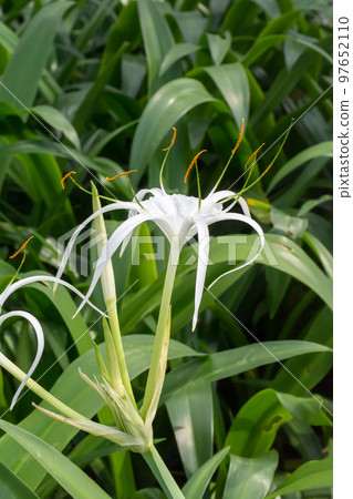 盛開的螫蟹花 97652110