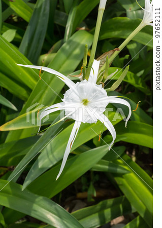 盛開的螫蟹花 97652111