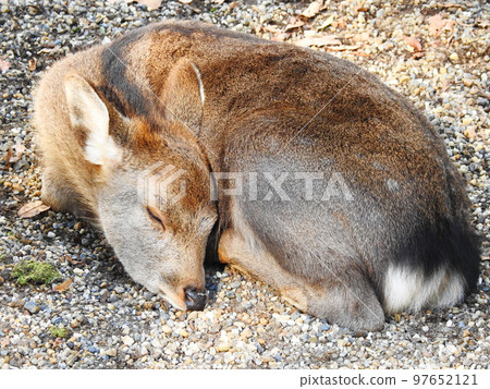 The sleeping face of a winter-haired fawn taking a nap The sleeping face of a winter-haired fawn taking a nap 97652121