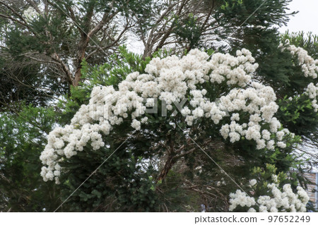 盛開的澳洲茶樹 97652249