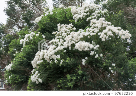 盛開的澳洲茶樹 97652250