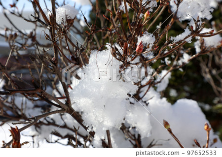 winter, snow, hokkaido, northern country, snowfall, japan, plant, tree, branch, snow country, outdoor, snow scene, winter scene, nature, winter, snowfall 97652533