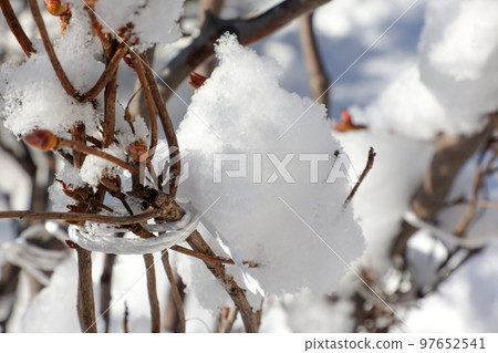冬天，雪，北海道，北方國家，降雪，日本，植物，樹，科，雪國，戶外，雪景，冬天場景，自然，冬天，降雪 97652541