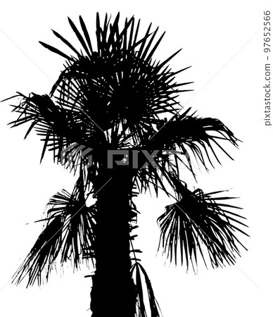 palm tree silhouette transparent PNG 97652566