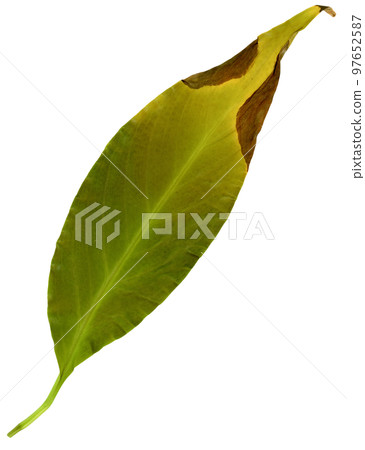 brown leaves caused by under watering, sunburn or overwatering t 97652587