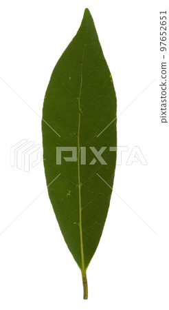 laurel bay sc. name Laurus nobilis tree leaf transparent PNG laurel bay sc. name Laurus nobilis tree leaf transparent PNG 97652651
