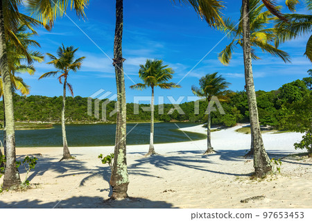 Abaete lagoon in Salvador in Bahia with its coconut trees Abaete lagoon in Salvador in Bahia with its coconut trees 97653453