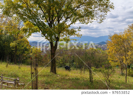 2022 年 12 月 1 日紅葉日野原神社之路 97653852