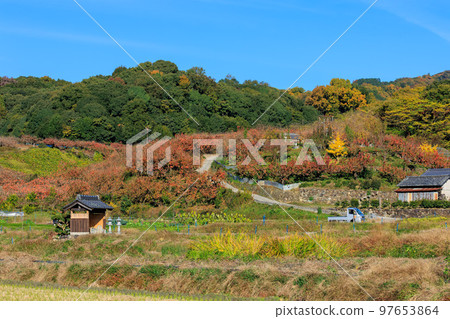 2022 年 11 月 25 日紅葉山腰道路 Nishitonozuka 古墳和柿子大和青垣國定公園的紅葉 2022 年 11 月 25 日紅葉山腰道路 Nishitonozuka 古墳和柿子大和青垣國定公園的紅葉 97653864