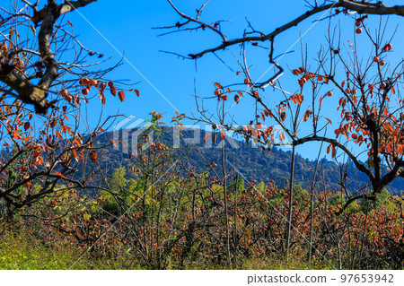 2022 年 11 月 25 日從 Oaza 筷子到 Hinohara Shrine 柿子和 Mt. Miwa 的秋葉之路 97653942