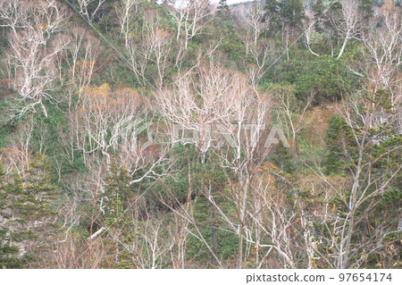 White birch grove in Nagano Tsugaike Nature Park Beautiful white trees 97654174