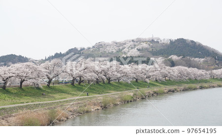 [Miyagi] Cherry blossoms and along the river in the castle ruins park 2022 97654195