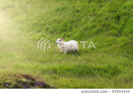 Sheep grazing on grassland in countryside Sheep grazing on grassland in countryside 97654243