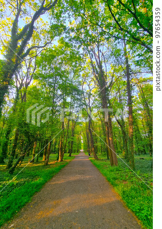 A picturesque footpath in a green park in the spring. 97654359