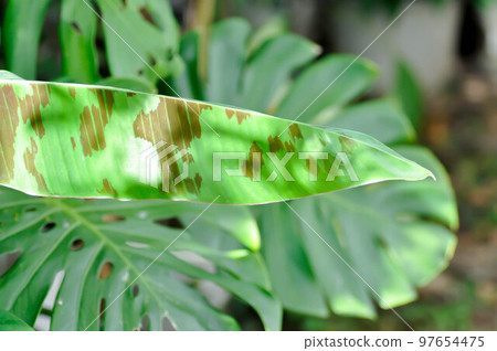 banana plant, blood banana or Musa acuminata or Musa balbisiana banana plant, blood banana or Musa acuminata or Musa balbisiana 97654475