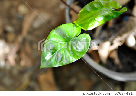 Xanthosoma sagittifolium L Schott, Ear elephant or Giant alocasia or ARACEAE or black alocasia Xanthosoma sagittifolium L Schott, Ear elephant or Giant alocasia or ARACEAE or black alocasia 97654481