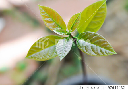Persea americana Mill or Avocado, Lauraceae or Persea gratissima 97654482