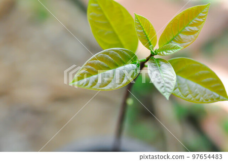 Persea americana Mill or Avocado, Lauraceae or Persea gratissima 97654483