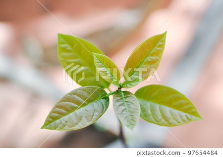 Persea americana Mill or Avocado, Lauraceae or Persea gratissima Persea americana Mill or Avocado, Lauraceae or Persea gratissima 97654484