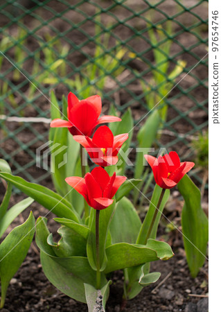 Kaufman's red tulip with green leaves bloomed in spring 97654746