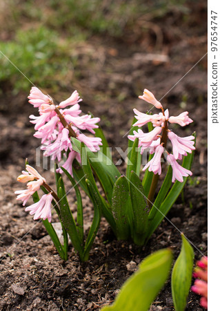 The pink hyacinth bloomed in the spring in the garden 97654747