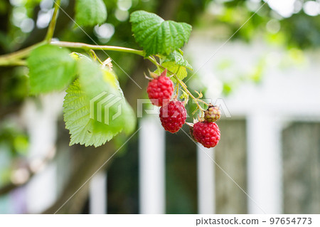 Ripe red raspberries hang on a branch 97654773