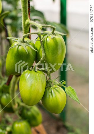 Green tomatoes hanging on a branch Green tomatoes hanging on a branch 97654774
