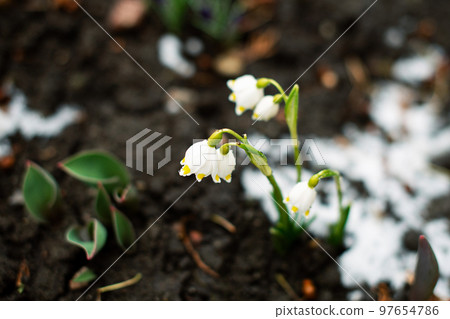Spring white flower Spring white flower 97654786