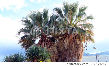 Palm trees against the backdrop of mountains and blue sky, beautiful landscape, tropical warm countries, Spain Palm trees against the backdrop of mountains and blue sky, beautiful landscape, tropical warm countries, Spain 97654787