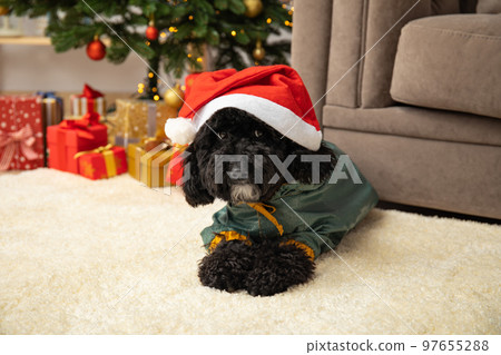 Concept of Merry Christmas, funny Christmas dog Concept of Merry Christmas, funny Christmas dog 97655288