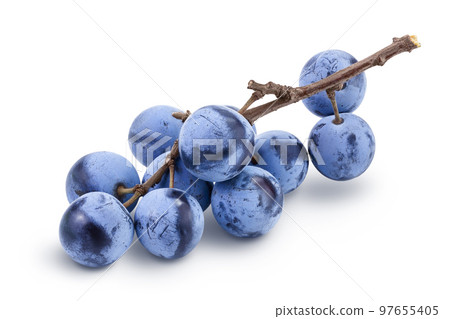 Fresh blackthorn berries with twig, prunus spinosa isolated on white background with full depth of field 97655405