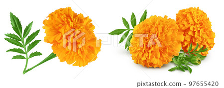 fresh marigold or tagetes erecta flower isolated on white background with full depth of field. Top view. Flat lay fresh marigold or tagetes erecta flower isolated on white background with full depth of field. Top view. Flat lay 97655420
