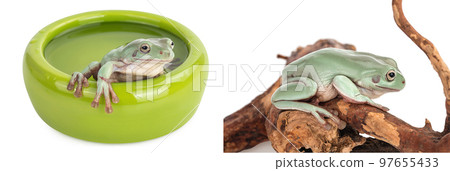 The Australian green tree frog in bowl with water isolated on white background with full depth of field The Australian green tree frog in bowl with water isolated on white background with full depth of field 97655433