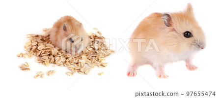 hamster with oat flakes isolated on white background hamster with oat flakes isolated on white background 97655474