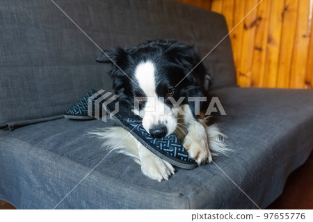 Naughty playful puppy dog border collie after mischief biting slipper lying on couch at home. Guilty dog and destroyed living room. Damage messy home and puppy with funny guilty look 97655776